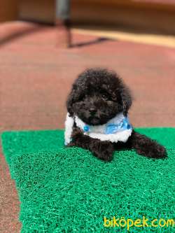 ÖZEL BLACK TOY POODLE 2
