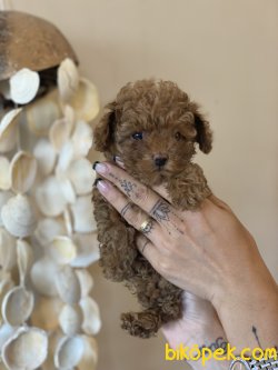 Tea Cup  Red Poodle Orjinal Rusya Dan 1