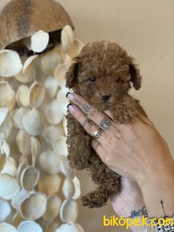 Tea Cup  Red Poodle Orjinal Rusya Dan 4