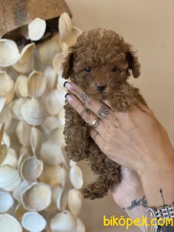 Tea Cup  Red Poodle Orjinal Rusya Dan 5