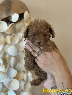 Tea Cup  Red Poodle Orjinal Rusya Dan 2