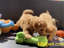 Tea Cup Red Poodle Yavrularımız 1