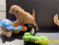 Tea Cup Red Poodle Yavrularımız 2