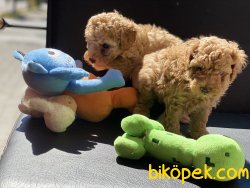 Tea Cup Red Poodle Yavrularımız 4