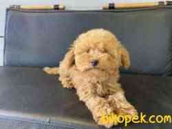 Tea Cup Red Poodle Yavrumuz 2