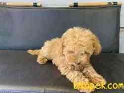 Tea Cup Red Poodle Yavrumuz 1