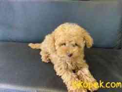 Tea Cup Red Poodle Yavrumuz 3