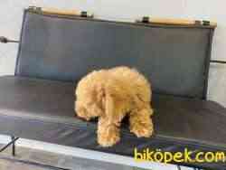 Tea Cup Red Poodle Yavrumuz 5