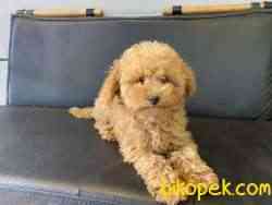 Tea Cup Red Poodle Yavrumuz 4