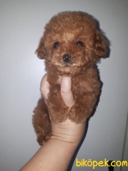 Tea Cup Red Toy Poodle Özel 1,5 Kg Yu Geçmeyecek 3