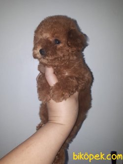 Tea Cup Red Toy Poodle Özel 1,5 Kg Yu Geçmeyecek 2