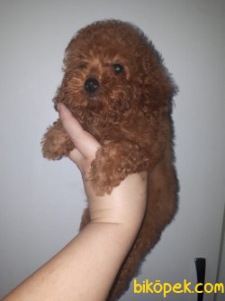 Tea Cup Red Toy Poodle Özel 1,5 Kg Yu Geçmeyecek 1