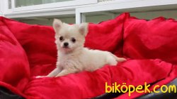 Tea Cup Satılık Chihuahua Yavrularımız 3