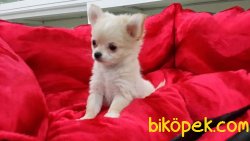 Tea Cup Satılık Chihuahua Yavrularımız 1