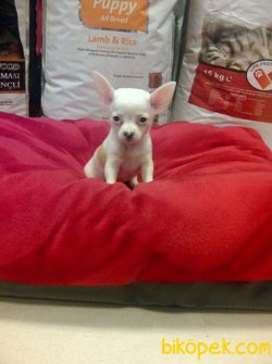 Tea Cup Satılık Chihuahua Yavrularımız 5
