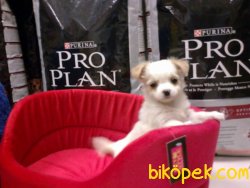 Tea Cup Satılık Chihuahua Yavrularımız 4