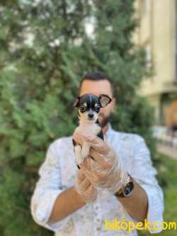 TEA CUP SIFIR NUMARA ŞİVAVA YAVRUMUZ 2
