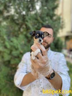 TEA CUP SIFIR NUMARA ŞİVAVA YAVRUMUZ 1