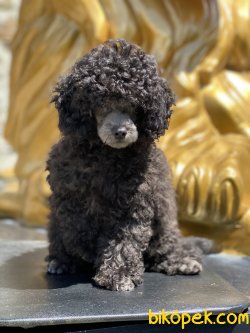Tea Cup Silver Poodle Yüzü Show Traşlı 3