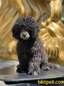 Tea Cup Silver Poodle Yüzü Show Traşlı 4