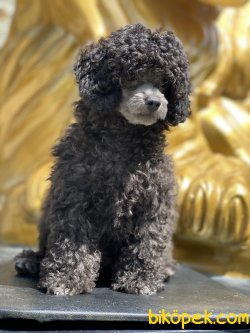 Tea Cup Silver Poodle Yüzü Show Traşlı 2