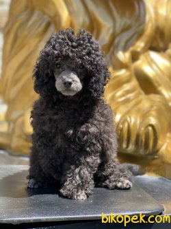 Tea Cup Silver Poodle Yüzü Show Traşlı 1