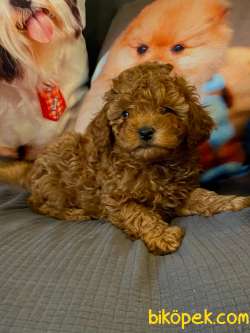 Tea Cup Toy Poodle Yavrulari Istanbul 2