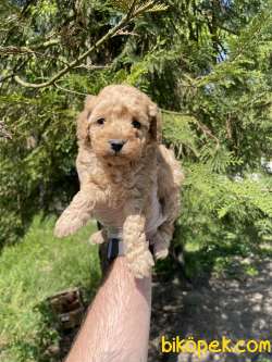 TEA CUP TOY POODLE YAVRULARIMIZ 3