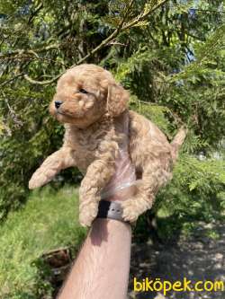 TEA CUP TOY POODLE YAVRULARIMIZ 3