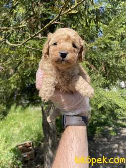 TEA CUP TOY POODLE YAVRULARIMIZ 2