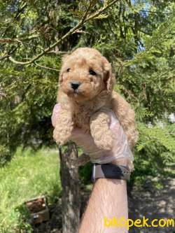 TEA CUP TOY POODLE YAVRULARIMIZ 5