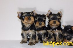 Tea Cup Ve 0 Numara Minik Yorkshire Terrier Bebeklerimiz 2