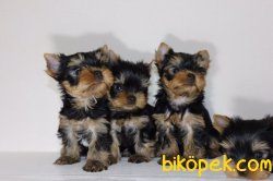 Tea Cup Ve 0 Numara Minik Yorkshire Terrier Bebeklerimiz 3