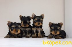 Tea Cup Ve 0 Numara Minik Yorkshire Terrier Bebeklerimiz 1