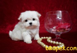 Tea Cup Ve 0 Numara Orjinal Secereli Anne Babadam 2