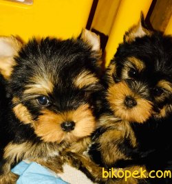 Tea Cup Ve 0 Numara Orjinal Yorkshire Terrier Bebeklerimiz 1