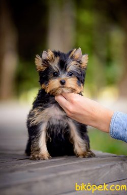 Tea Cup Ve 0 Numara Orjinal Yorkshire Terrier Bebeklerimiz 2