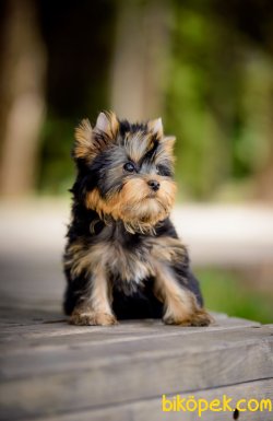 Tea Cup Ve 0 Numara Orjinal Yorkshire Terrier Bebeklerimiz 3