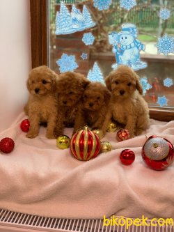 Tea Cup Poodle Her Renk Bebeklerimiz 1