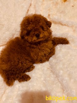 Tea Cup Poodle Her Renk Bebeklerimiz 3