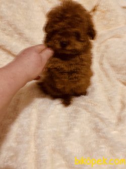 Tea Cup Poodle Her Renk Bebeklerimiz 2