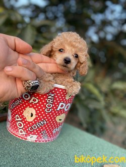 TEA CUP X SMALL POODLE BEBEKLER 1