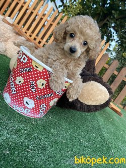 TEA CUP X SMALL POODLE BEBEKLER 2