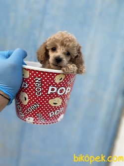 TEA CUP X SMALL POODLE BEBEKLER 3
