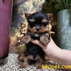 Tea Cup Yorhsire Terrier Bebeklerimiz 1