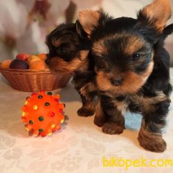 Tea Cup Yorhsire Terrier Bebeklerimiz 4