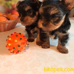 Tea Cup Yorhsire Terrier Bebeklerimiz 3