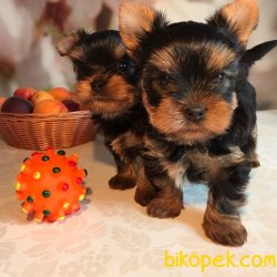 Tea Cup Yorhsire Terrier Bebeklerimiz 2