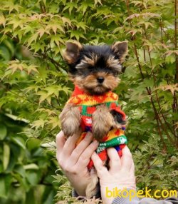 Tea Cup Yorkshire Terrier 4