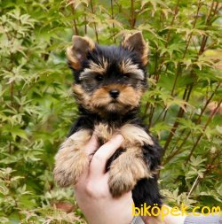 Tea Cup Yorkshire Terrier 1